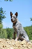 BOUVIER AUSTRALIEN 276